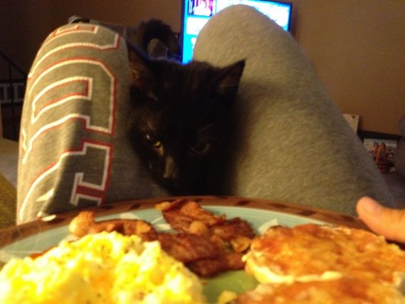 Cat 1