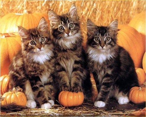 Cat 8