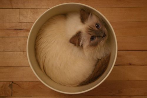 Cat 1