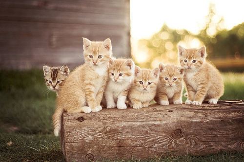 Cat 8