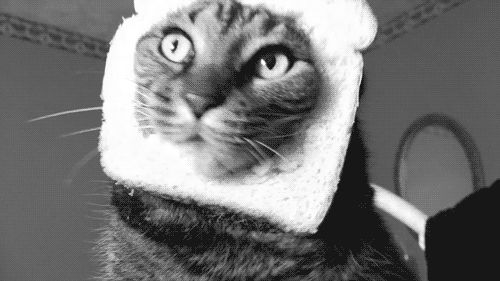 Cat 1