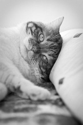 Cat 1