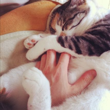 Cat 1