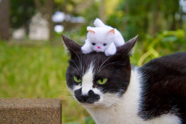 Cat 1