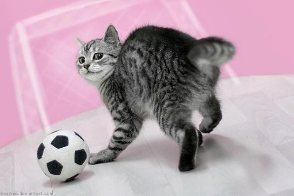 Cat 6