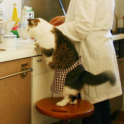 Cat 1