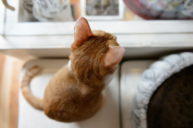 Cat 1