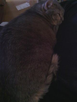 Cat 2