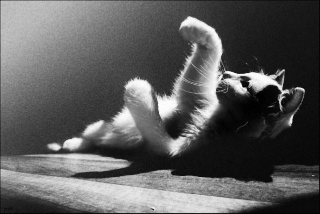 Cat 1