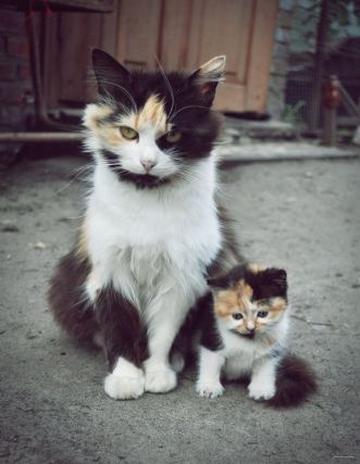 Cat 1