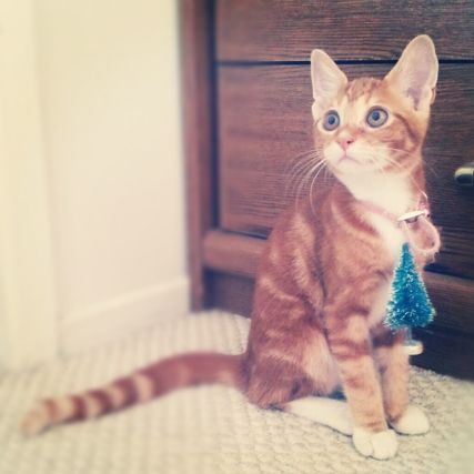 Cat 1