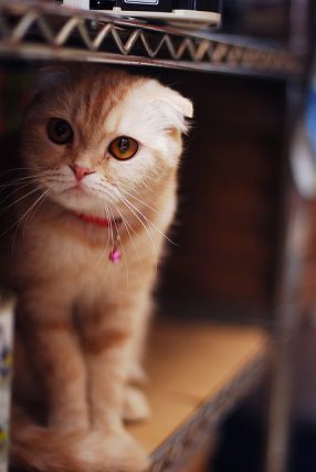 Cat 1