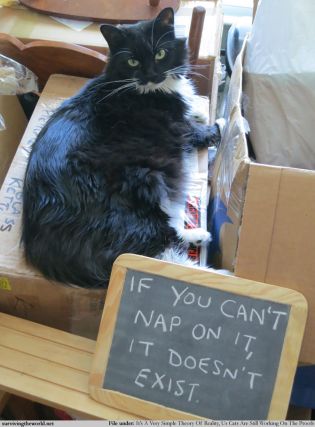 Cat 1