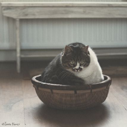 Cat 9
