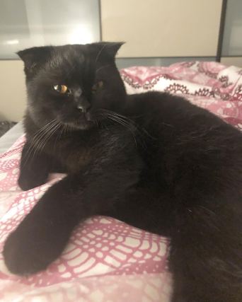 Cat 9