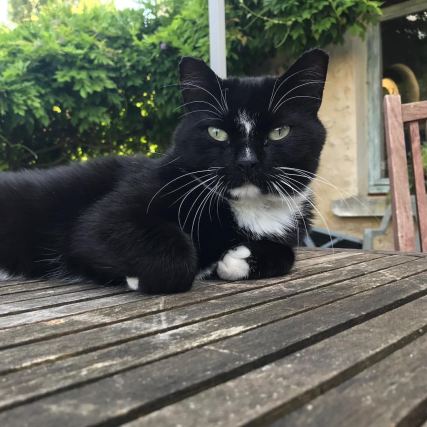 Cat 1