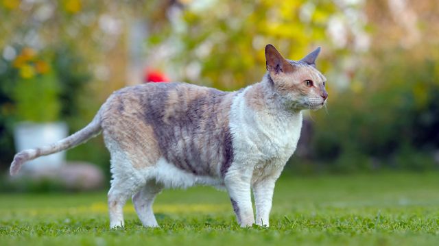 Cat 1