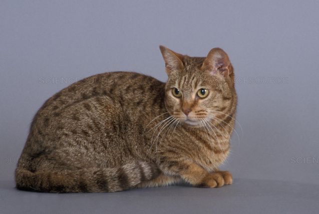Cat 1