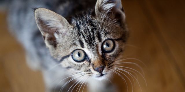 Cat 5