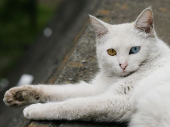 Cat 1