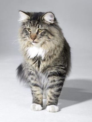 Cat 3