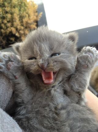 Cat 1