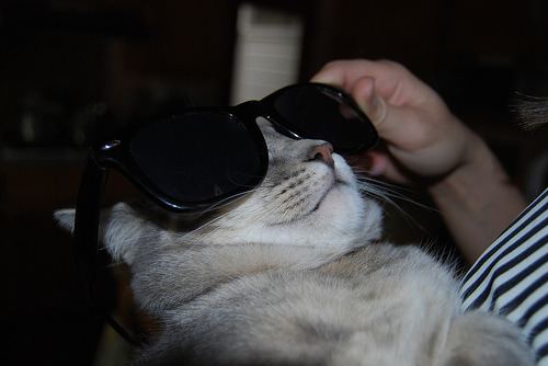 Cat 10