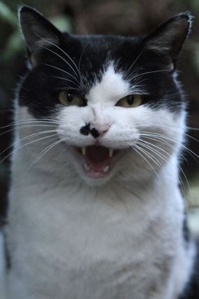 Cat 9