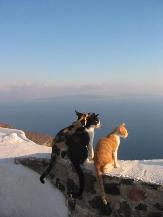 Cat 3