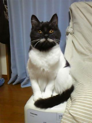 Cat 9