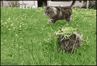Cat 1