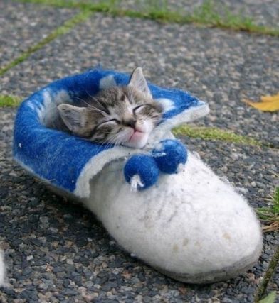 Cat 1