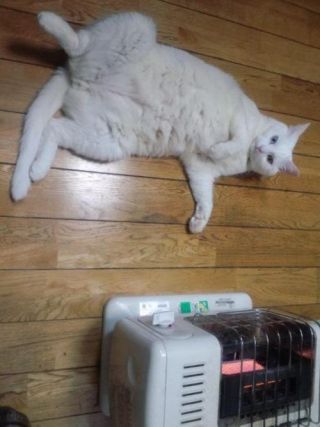 Cat 1