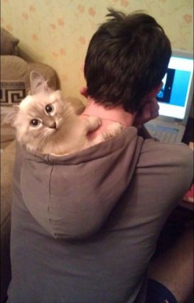 Cat 1