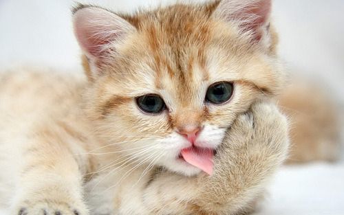 Cat 1