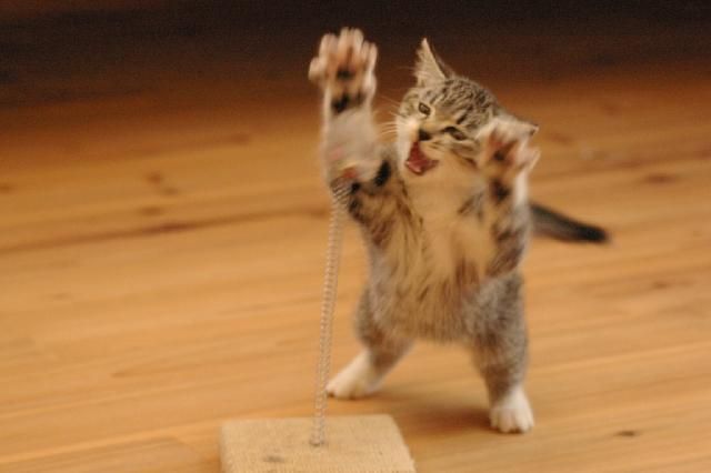 Cat 1