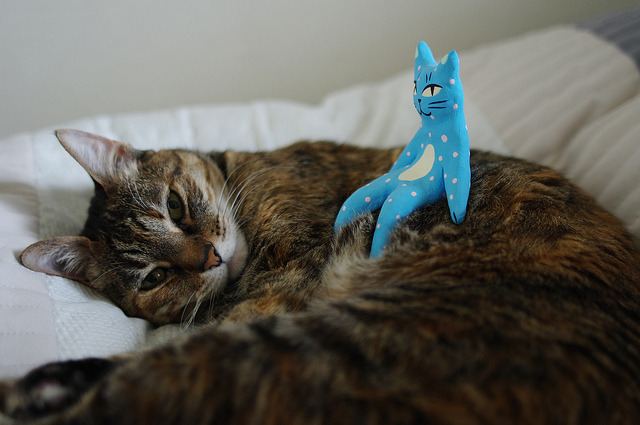 Cat 8