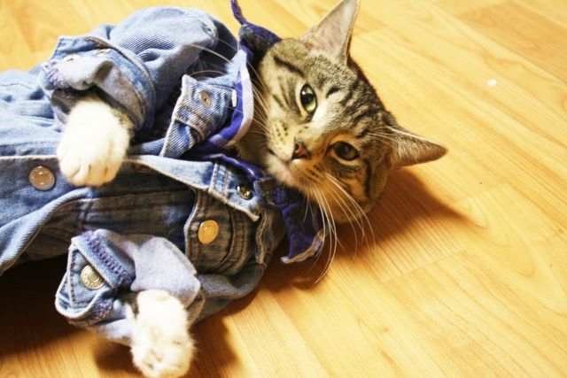 Cat 1