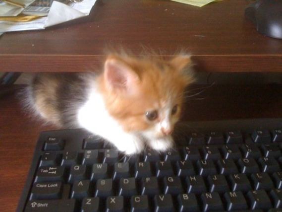 Cat 4