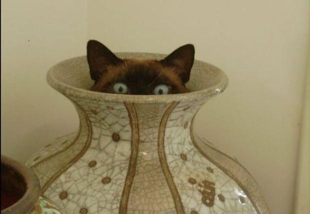 Cat 1