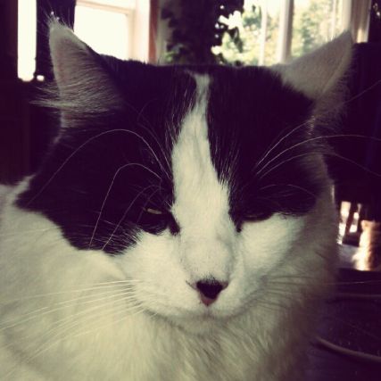 Cat 1