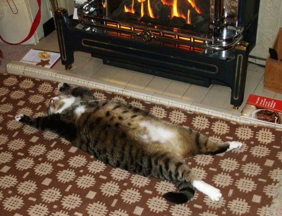 Cat 1