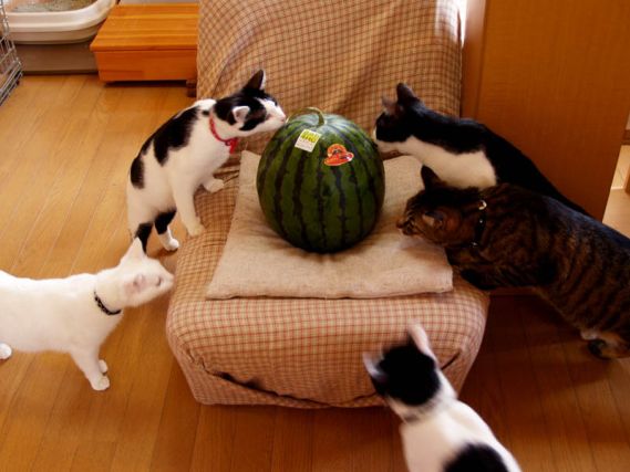 Cat 1
