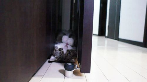 Cat 7