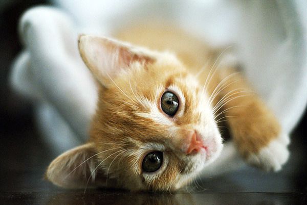 Cat 1