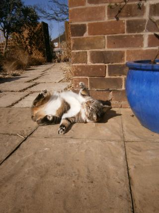 Cat 7