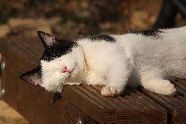 Cat 1