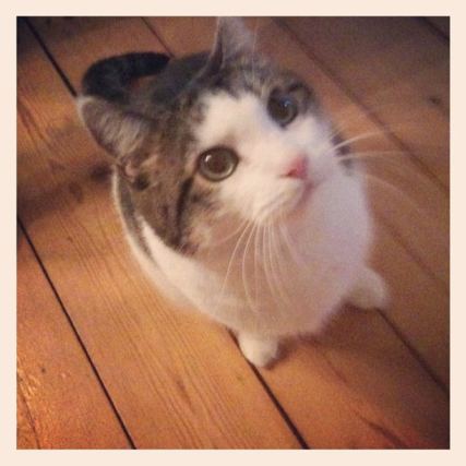 Cat 1