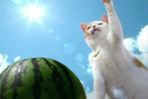 Cat 7