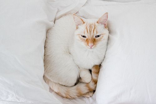 Cat 1